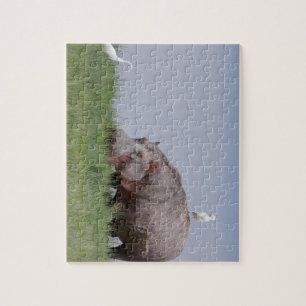 Africa - Hippo Jigsaw Puzzle