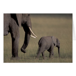 Africa, Kenya, Amboseli National Park. African