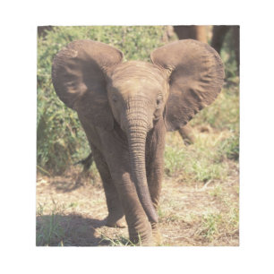 Africa, Kenya, Amboseli National Park. African 2 Notepad