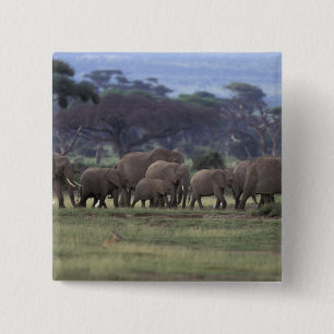 Africa, Kenya, Amboseli National Park. African 3 2 Inch Square Button