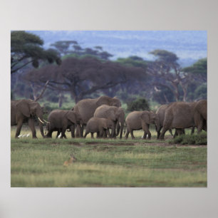 Africa, Kenya, Amboseli National Park. African 3 Poster