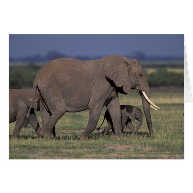 Africa, Kenya, Amboseli National Park. African 4 (Front Horizontal)