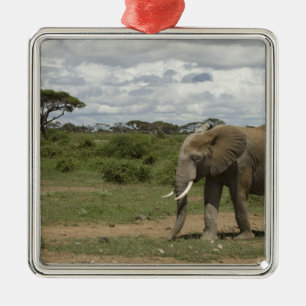 Africa, Kenya, Amboseli National Park, elephant, Metal Ornament