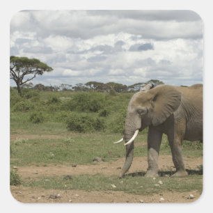 Africa, Kenya, Amboseli National Park, elephant, Square Sticker