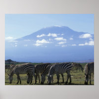 Africa, Kenya, Amboseli National Park, Herd of