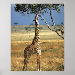 Africa, Kenya, Amboseli NP. A Common, or Masai, Poster
