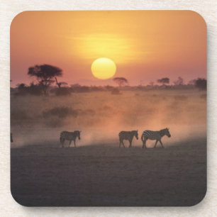 Africa, Kenya, Amboseli NP. Zebra walk to the Coaster