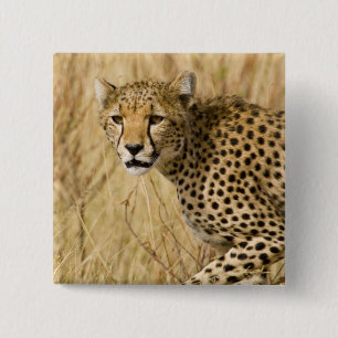 Africa. Kenya. Cheetah at Samburu NP. 2 Inch Square Button