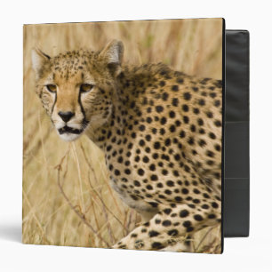 Africa. Kenya. Cheetah at Samburu NP. Binder