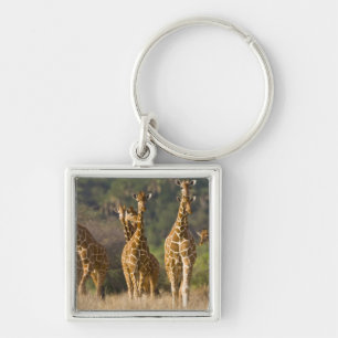 Africa. Kenya. Herd of Reticulated Giraffes Keychain