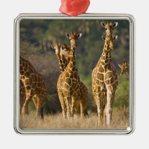 Africa. Kenya. Herd of Reticulated Giraffes Metal Ornament