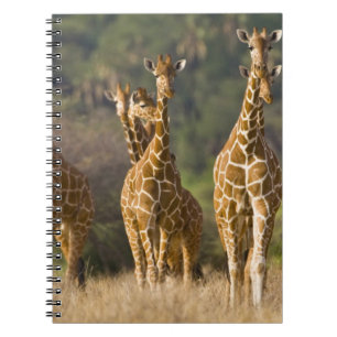 Africa. Kenya. Herd of Reticulated Giraffes Notebook
