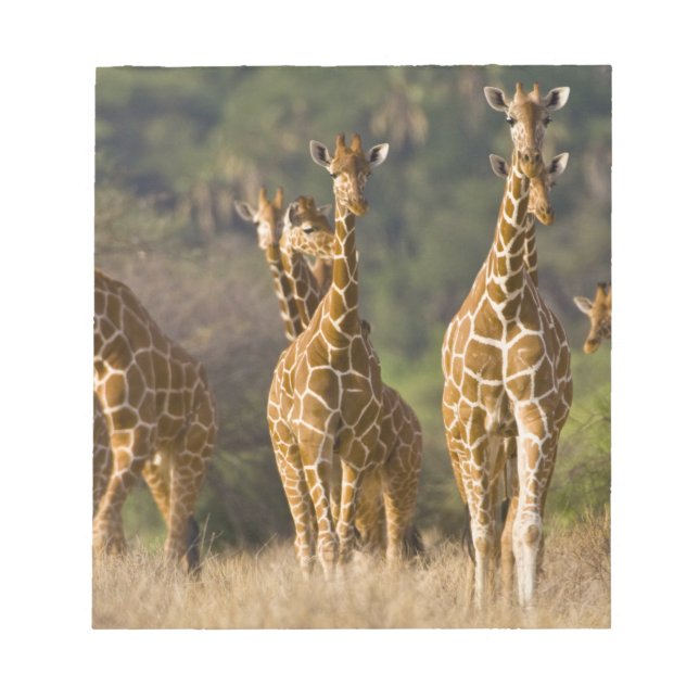 Africa. Kenya. Herd of Reticulated Giraffes Notepad (Front)