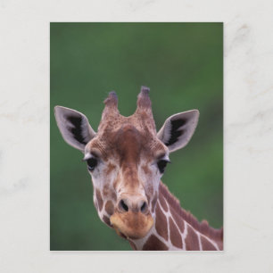 Africa, Kenya, Impala Ranch. Reticulated Postcard