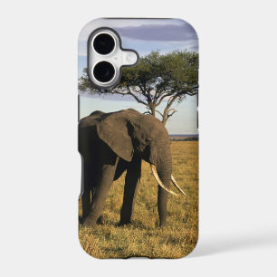 Africa, Kenya, Maasai Mara. An elehpant in the