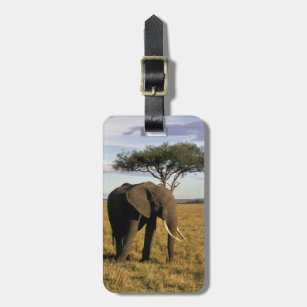 Africa, Kenya, Maasai Mara. An elehpant in the Luggage Tag