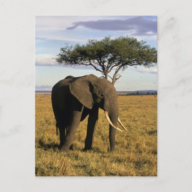 Africa, Kenya, Maasai Mara. An elehpant in the Postcard (Front)