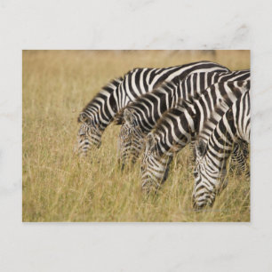 Africa, Kenya, Maasai Mara Postcard