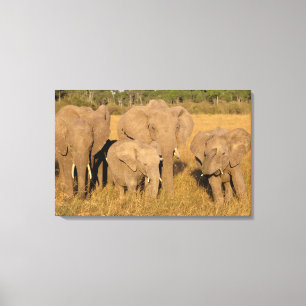 Africa, Kenya, Masai Mara. African Elephant Canvas Print