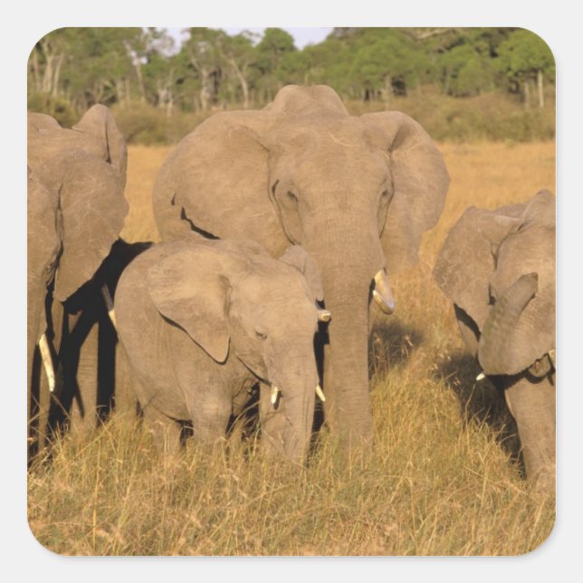Africa, Kenya, Masai Mara. African Elephant Square Sticker (Front)