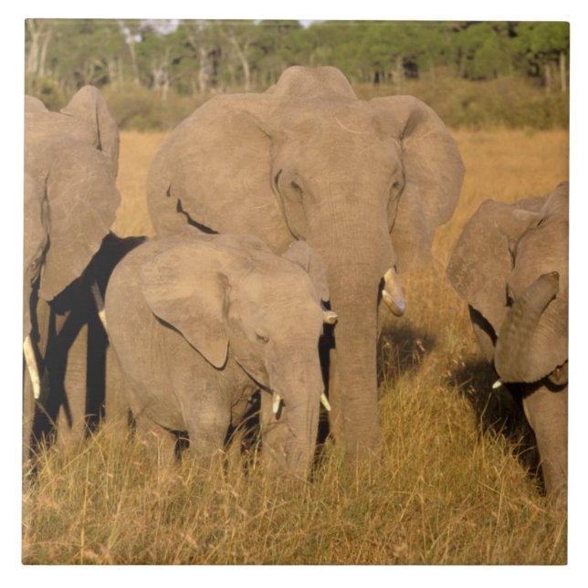 Africa, Kenya, Masai Mara. African Elephant Tile (Front)
