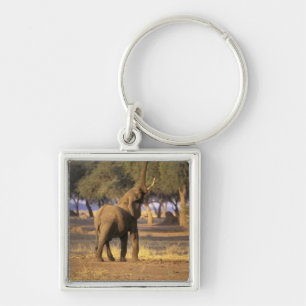 Africa, Kenya, Masai Mara. Elephant (Loxodonta Keychain
