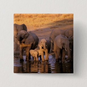 Africa, Kenya, Masai Mara. Elephants (Loxodonta 2 Inch Square Button