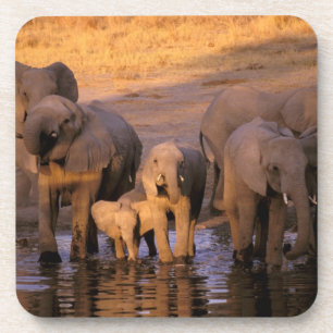 Africa, Kenya, Masai Mara. Elephants (Loxodonta Coaster