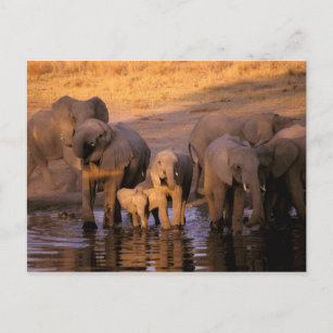 Africa, Kenya, Masai Mara. Elephants (Loxodonta Postcard