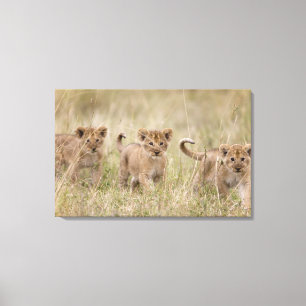 'Africa, Kenya, Masai Mara Game Reserve' Canvas Print