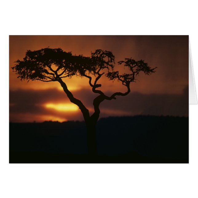 Africa, Kenya, Masai Mara Game Reserve, Setting (Front Horizontal)