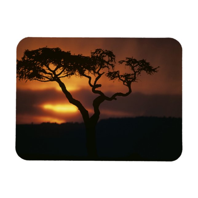Africa, Kenya, Masai Mara Game Reserve, Setting Magnet (Horizontal)