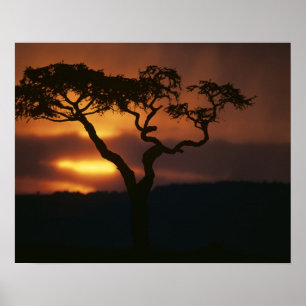Africa, Kenya, Masai Mara Game Reserve, Setting Poster