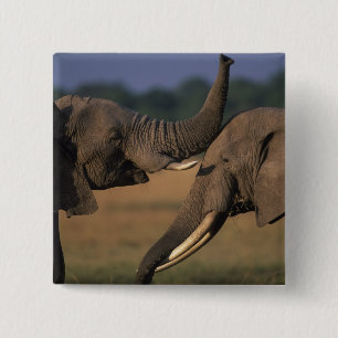 Africa, Kenya, Masai Mara Game Reserve, Two Bull 2 Inch Square Button