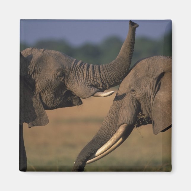 Africa, Kenya, Masai Mara Game Reserve, Two Bull Magnet (Front)