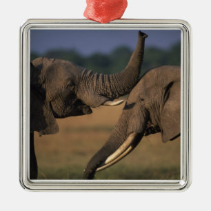 Africa, Kenya, Masai Mara Game Reserve, Two Bull Metal Ornament