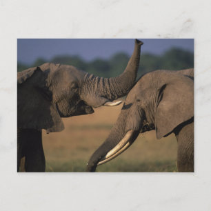 Africa, Kenya, Masai Mara Game Reserve, Two Bull Postcard