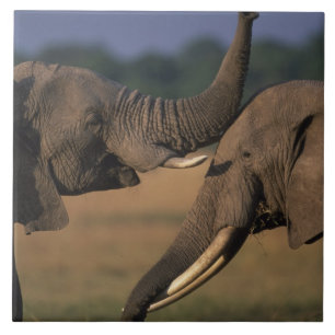 Africa, Kenya, Masai Mara Game Reserve, Two Bull Tile