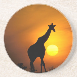 Africa, Kenya, Masai Mara. Giraffe (Giraffe Coaster