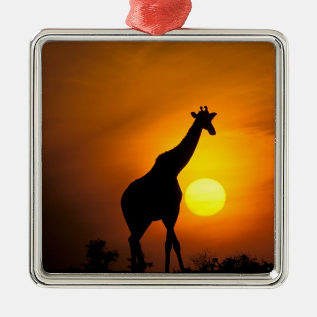 Africa, Kenya, Masai Mara. Giraffe (Giraffe Metal Ornament (Front)