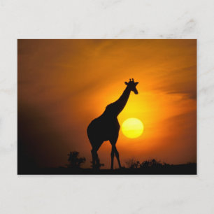 Africa, Kenya, Masai Mara. Giraffe (Giraffe Postcard