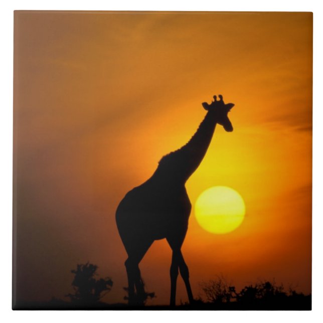 Africa, Kenya, Masai Mara. Giraffe (Giraffe Tile (Front)
