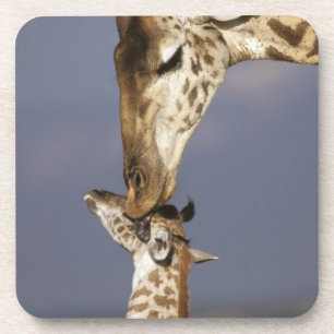Africa, Kenya, Masai Mara. Giraffes (Giraffe Coaster