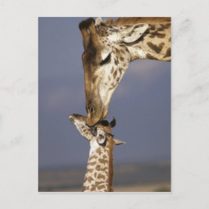 Africa, Kenya, Masai Mara. Giraffes (Giraffe Postcard