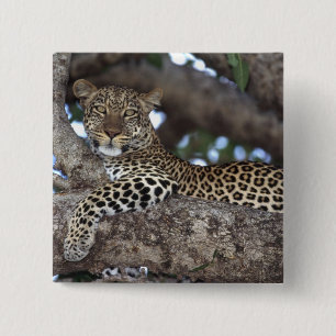 Africa. Kenya. Masai Mara. Leopard (Panthera 2 Inch Square Button