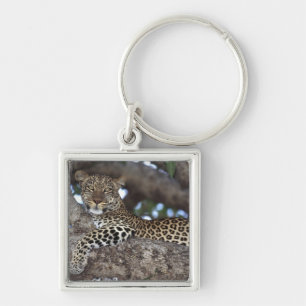 Africa. Kenya. Masai Mara. Leopard (Panthera Keychain