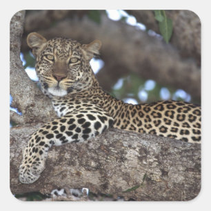 Africa. Kenya. Masai Mara. Leopard (Panthera Square Sticker