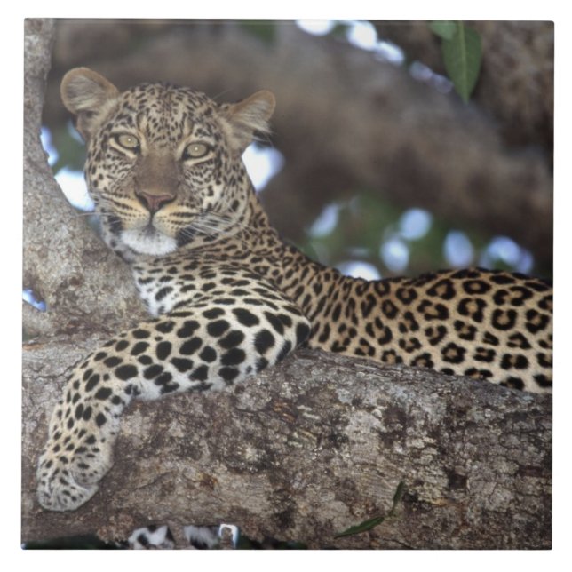 Africa. Kenya. Masai Mara. Leopard (Panthera Tile (Front)