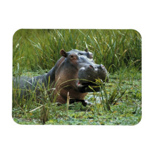 Africa, Kenya, Masai Mara NR. A mother hippo Magnet