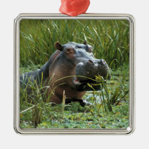 Africa, Kenya, Masai Mara NR. A mother hippo Metal Ornament